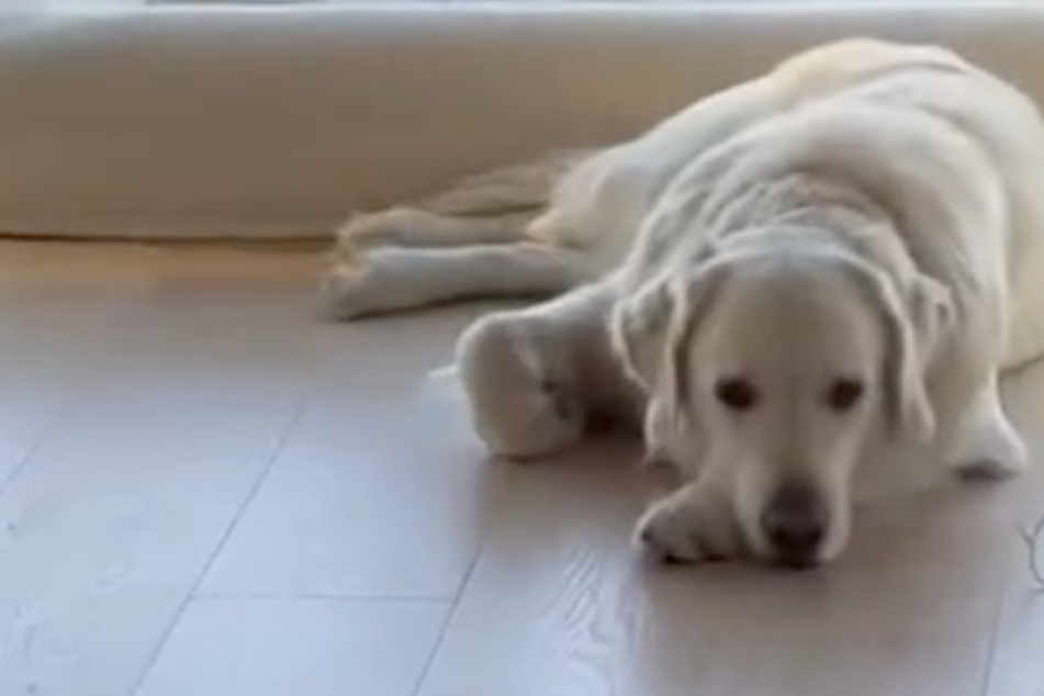 Sad Golden Retriever thinks he's being left behind – then he learns the happy truth!