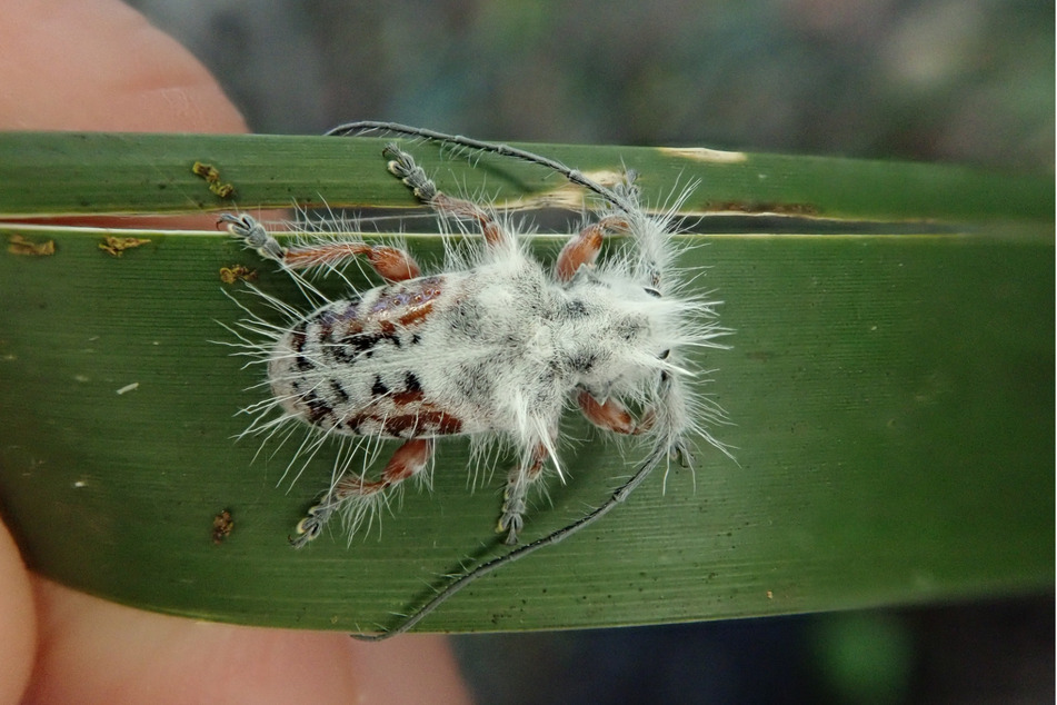 A previously unknown species of beetle was almost mistaken for bird poop by a researcher in Australia before he and his colleagues realized the truth!