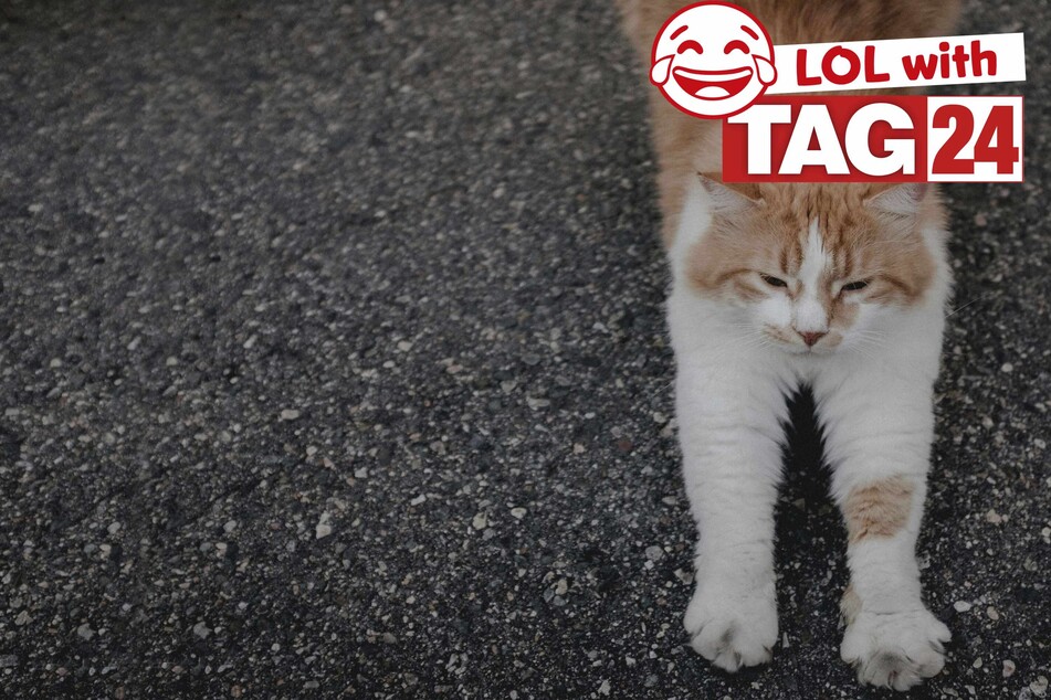 Joke of the Day for July 6, 2024: Get your funny on for Caturday
