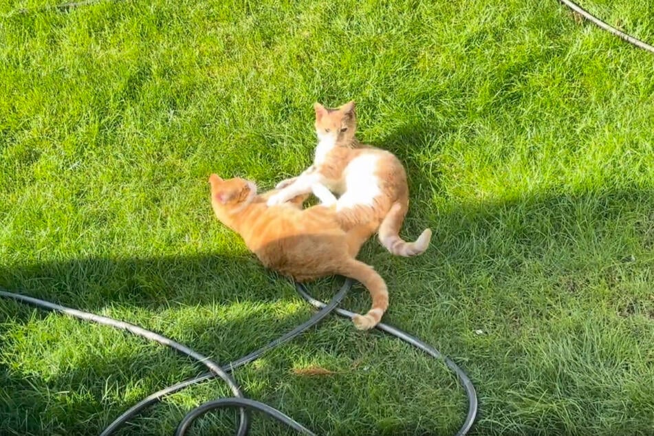 By an unexpected coincidence, these two cats found each other again.