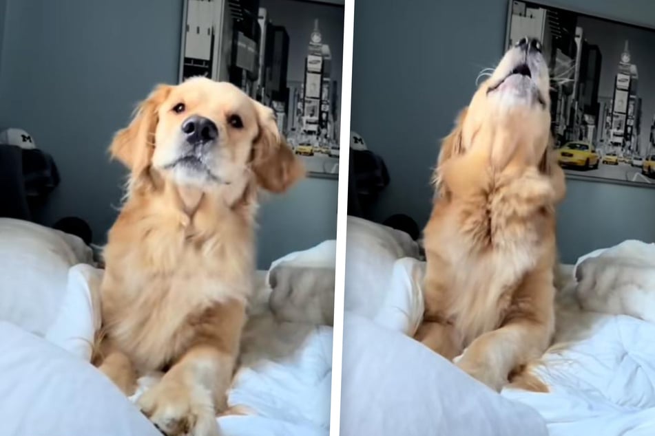 Dog can't wait to tell mom all about her super fun day at the park: "gurlll lemme tell you the tea!"