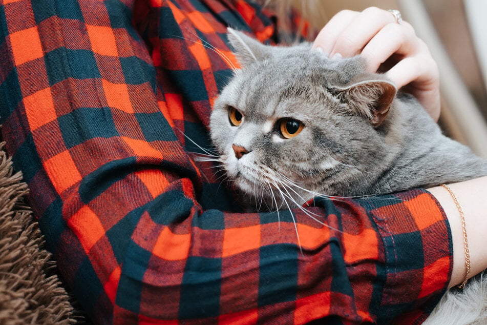 Missing cat saved after dramatic rescue: "We were really up against the clock"