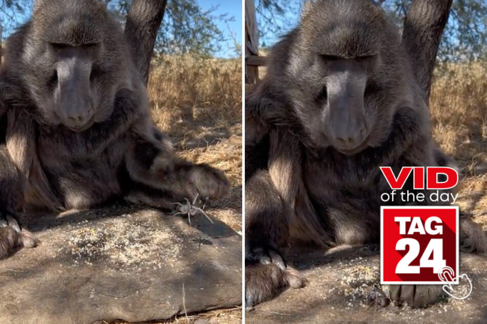 Viral Video of the Day for March 29, 2024: Baboon wants no distractions during her lunchtime!