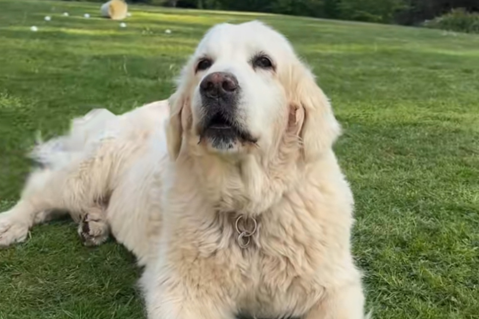 For years, Freddie the dog didn't seem to know that he could bark. But at the proud age of thirteen, the Golden Retriever has discovered a whole new side to himself!