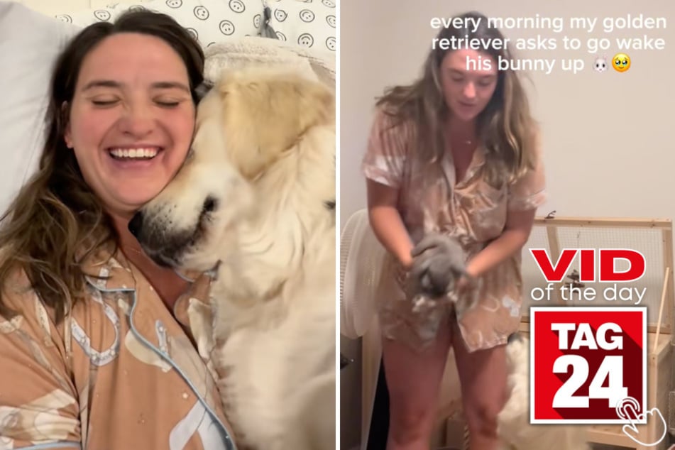 This Golden Retriever has one request every morning: "Can my bunny friend wake up now?"