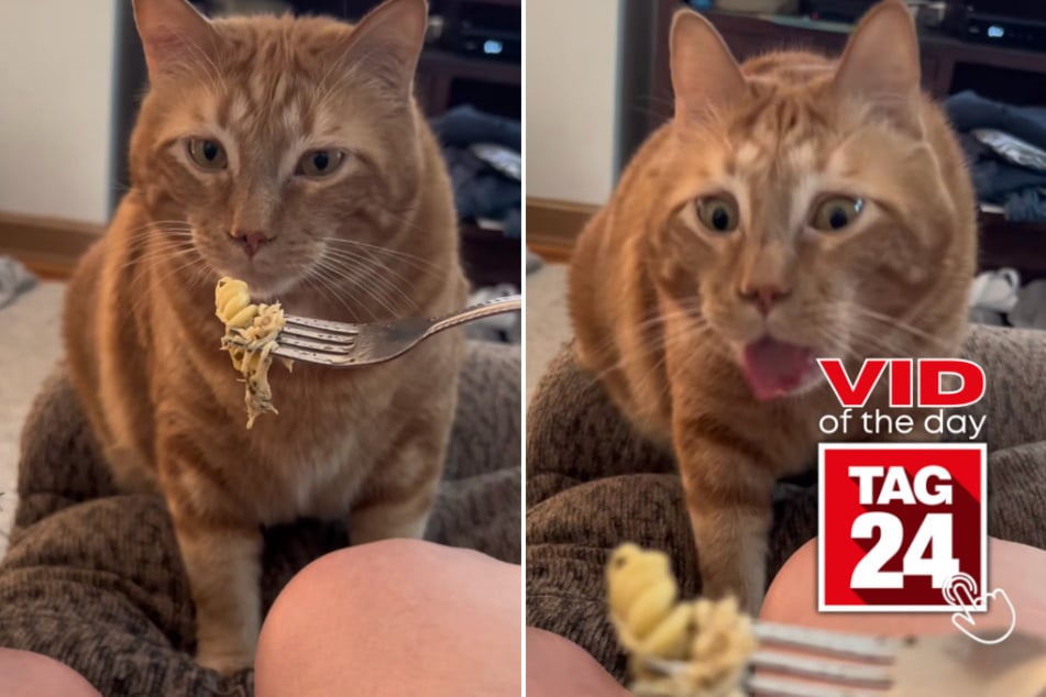 Viral Video of the Day for July 14, 2023: Cat sniffs pasta in hilarious style