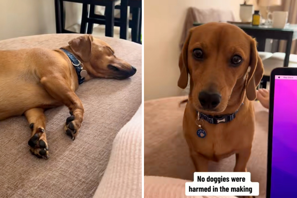 These pets owners pranked their barking puppy in the most hilarious way.