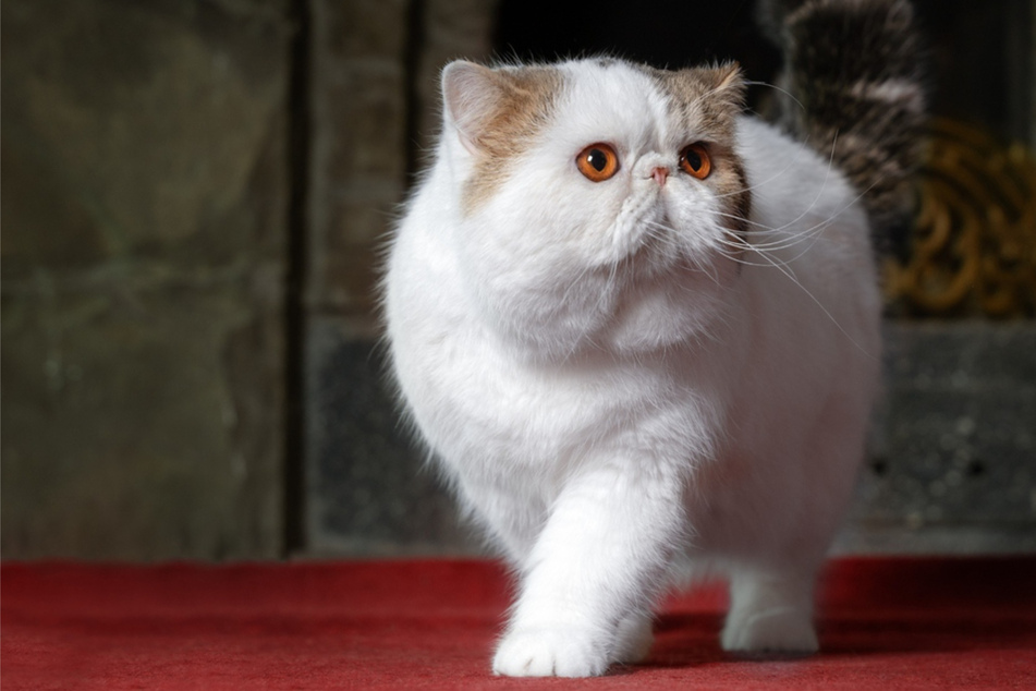 Top 10 cat breeds with short legs: More than the munchkin cat
