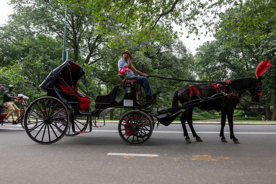 Carriage horses move through Central Park in Manhattan on August 6, 2025. Legislation backed by Mayor Zohran Mamdani could bring the rides to an end.