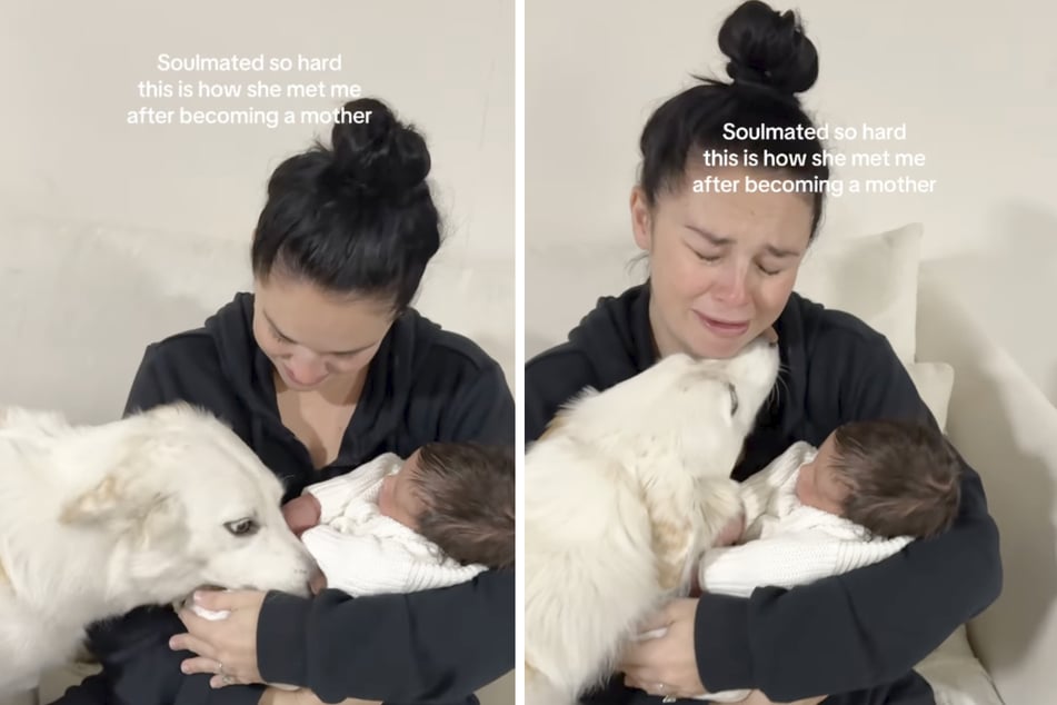 Cedar the dog had the most special reaction to seeing her owner again after Brooke became a mother.