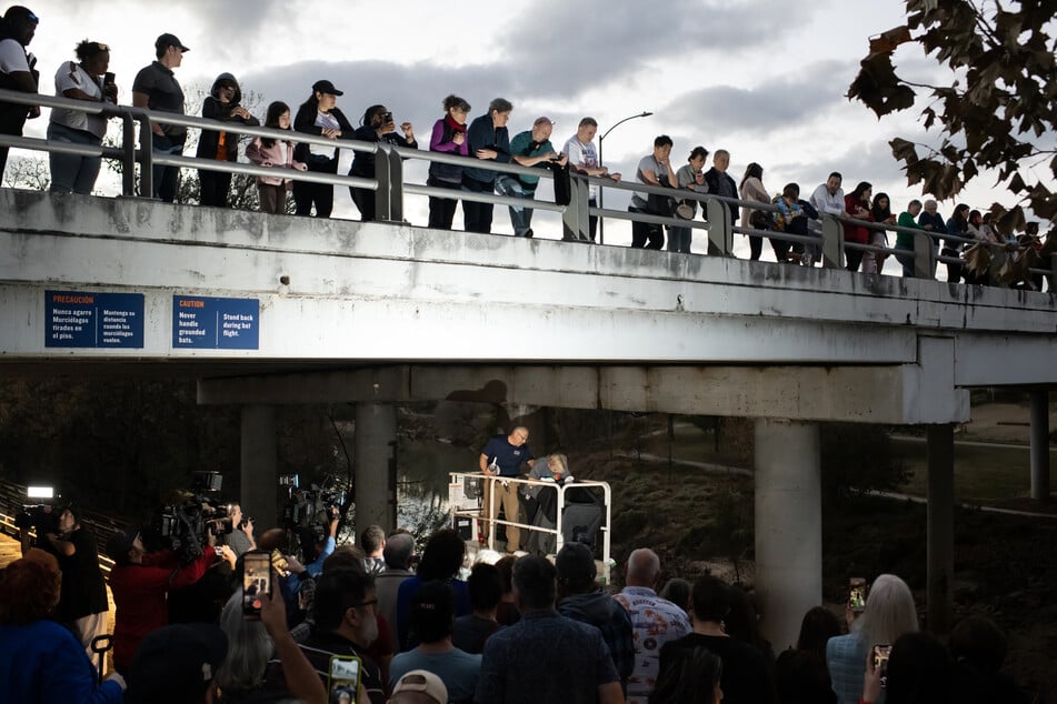 Crowds watched the as Mexican free-tailed bats were released.