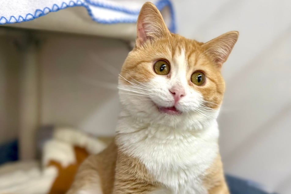 What's wrong with this kitty? Some people joke that Chip looks like an AI-generated cat.