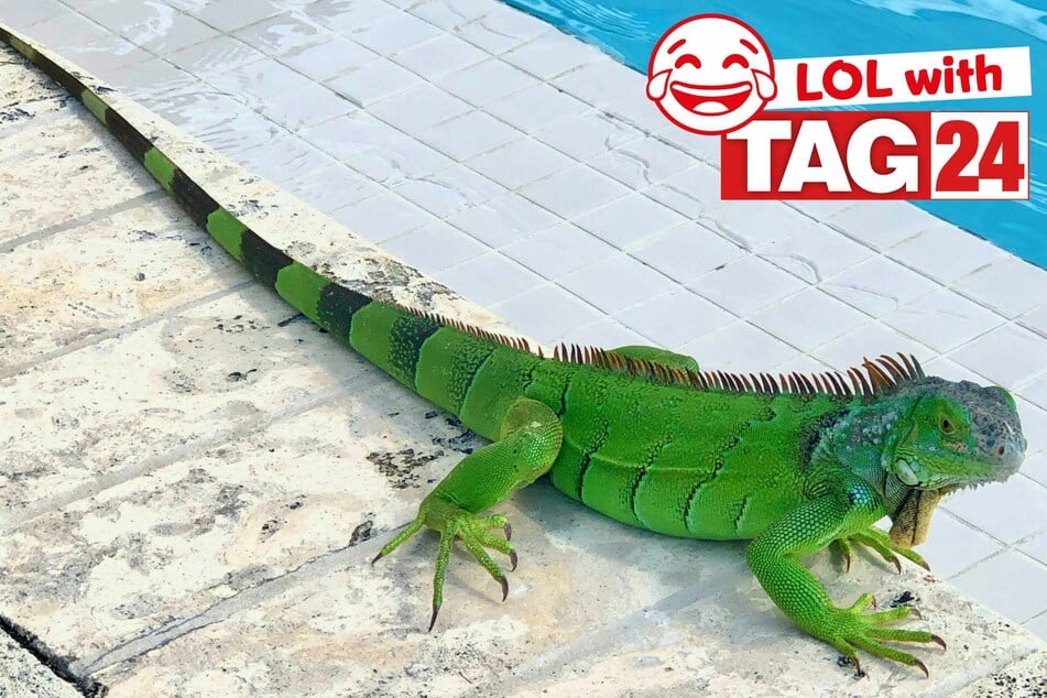 Joke of the Night for May 5, 2026: A lizard laugh!
