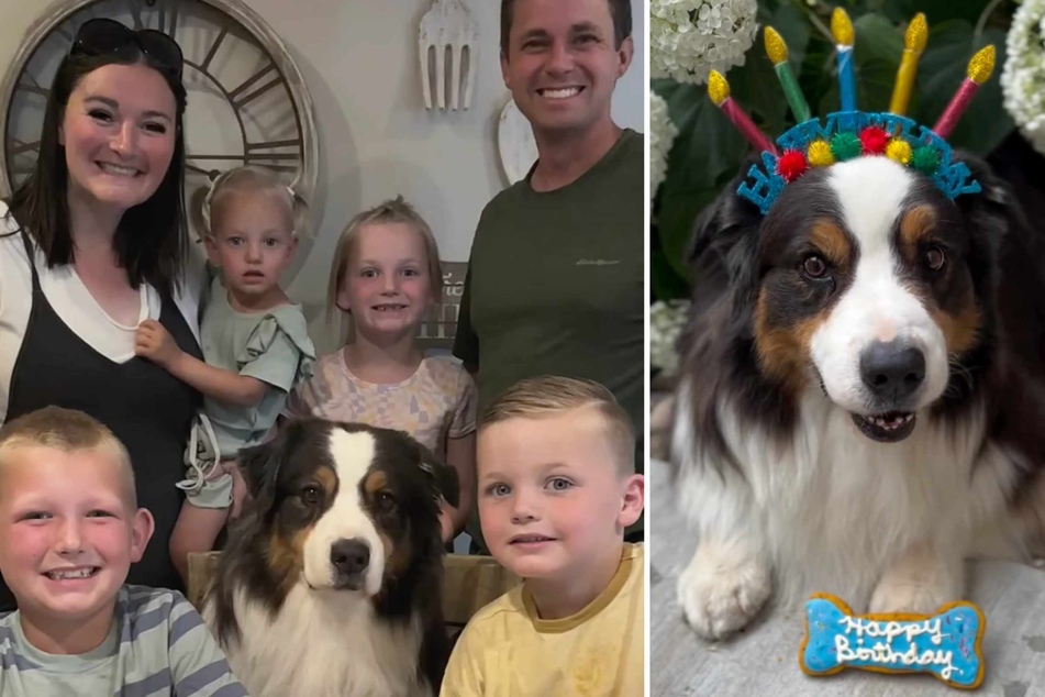 Dusty the dog has had an impressive and varied career throughout his 11 years!