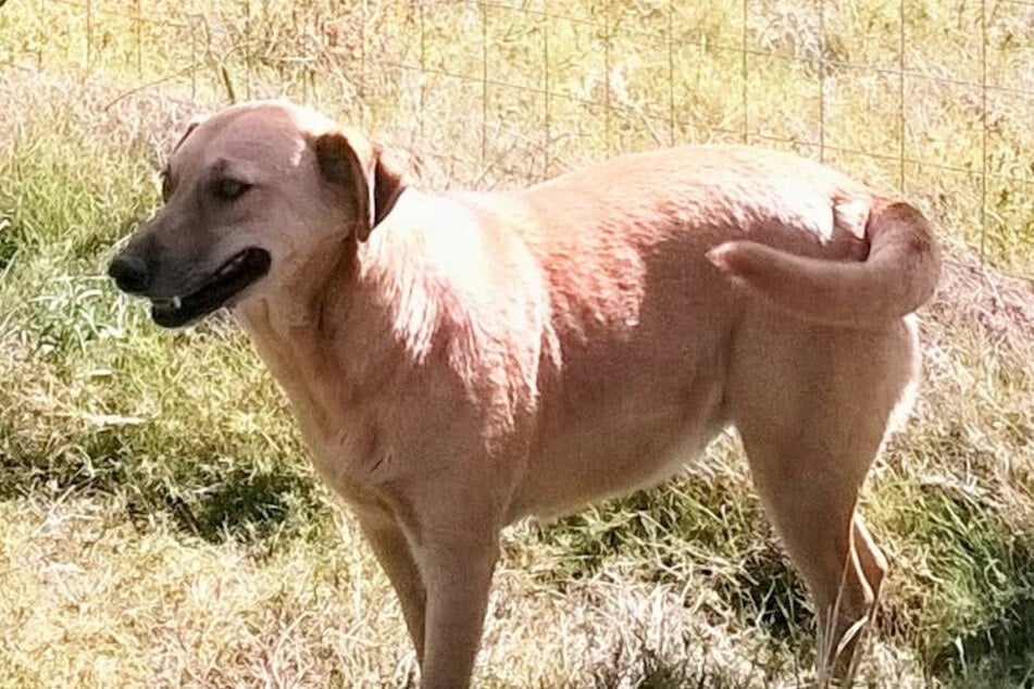 Terry disappeared six years ago in South Africa.