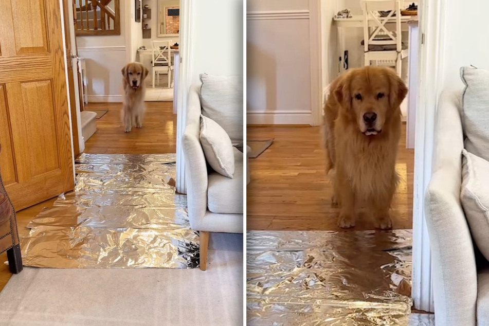 Golden Retriever's fear of aluminum foil is put to the test in viral video!