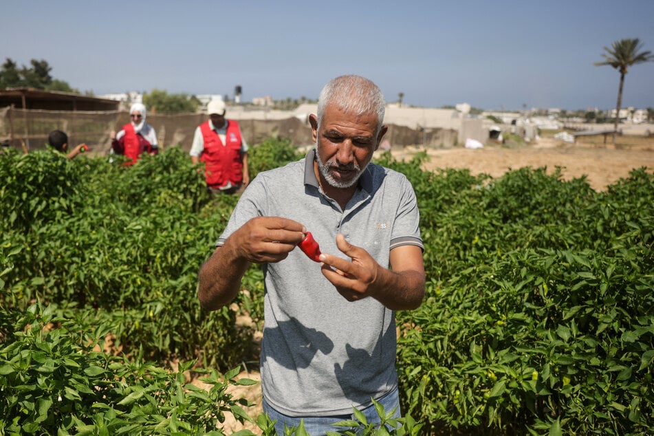 Farmer Suleiman Abu Shamas displays a red chilli in a field near the Al Qarara Seed Bank in Deir el-Balah, in the central Gaza Strip, on August 11, 2026.