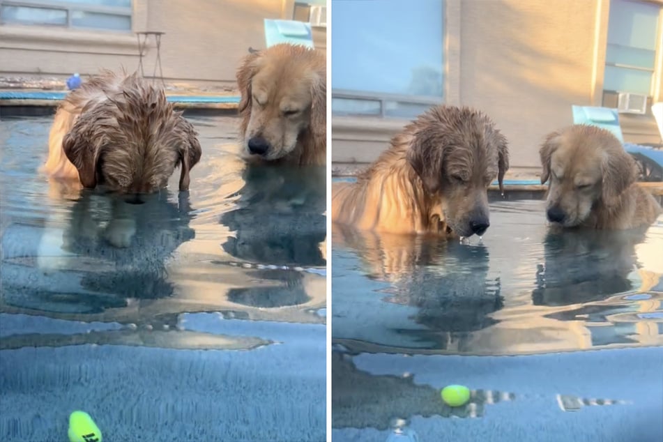 Golden retrievers' pool playtime hilariously ruined by sunken toy