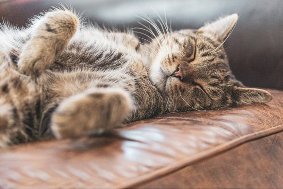 Why does my cat snore and is cat snoring normal?