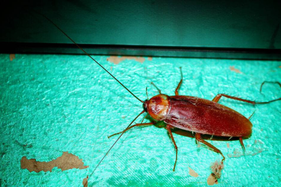 How to get rid of cockroaches: Home remedies for a persistent pest
