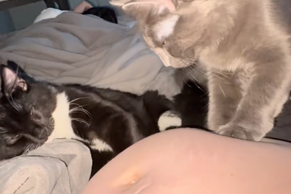 The cats "massage" or "knead" their owner's pregnant belly, presumably to relax themselves and the mother-to-be.