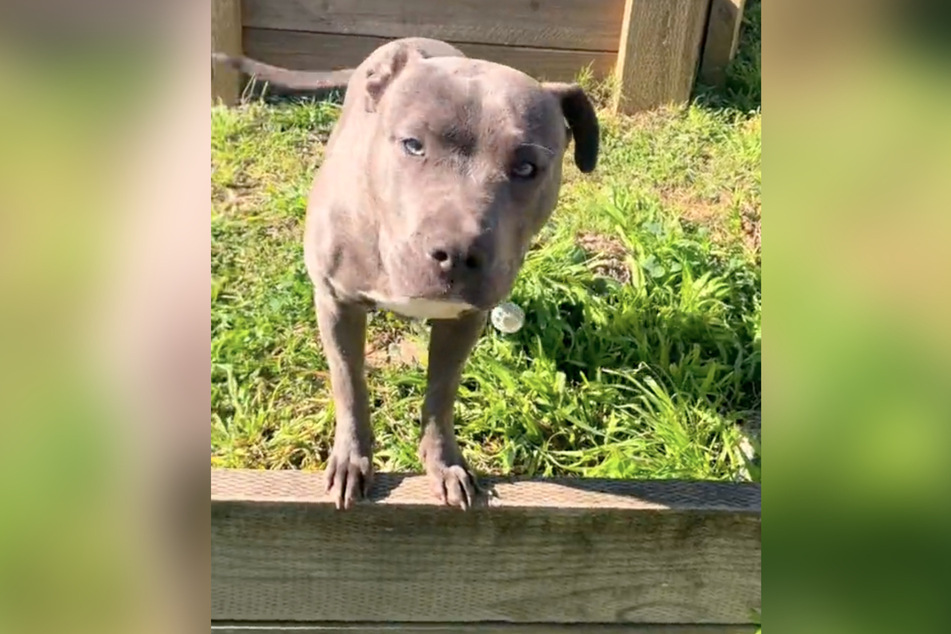 The Staffordshire Bull Terrier named Zeus attempted to hide a sneaky tunnel from his owner, but when the woman took a closer look, she uncovered the most adorable mystery!