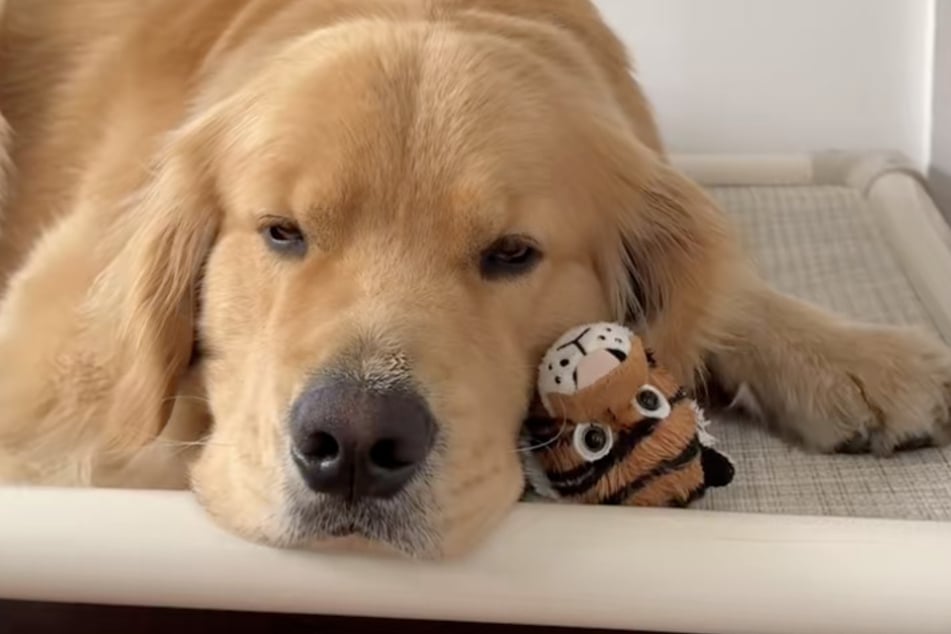 Zebby the Golden Retriever dog seems more than smitten with his new tiger toy!