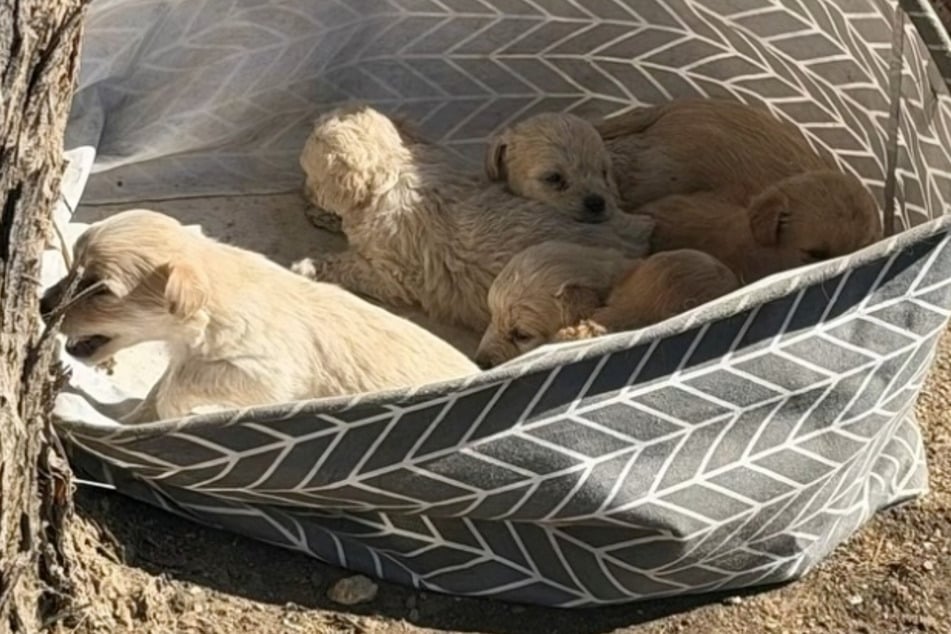 These puppies were left on the side of the road in a basket. Luckily, someone came to help.