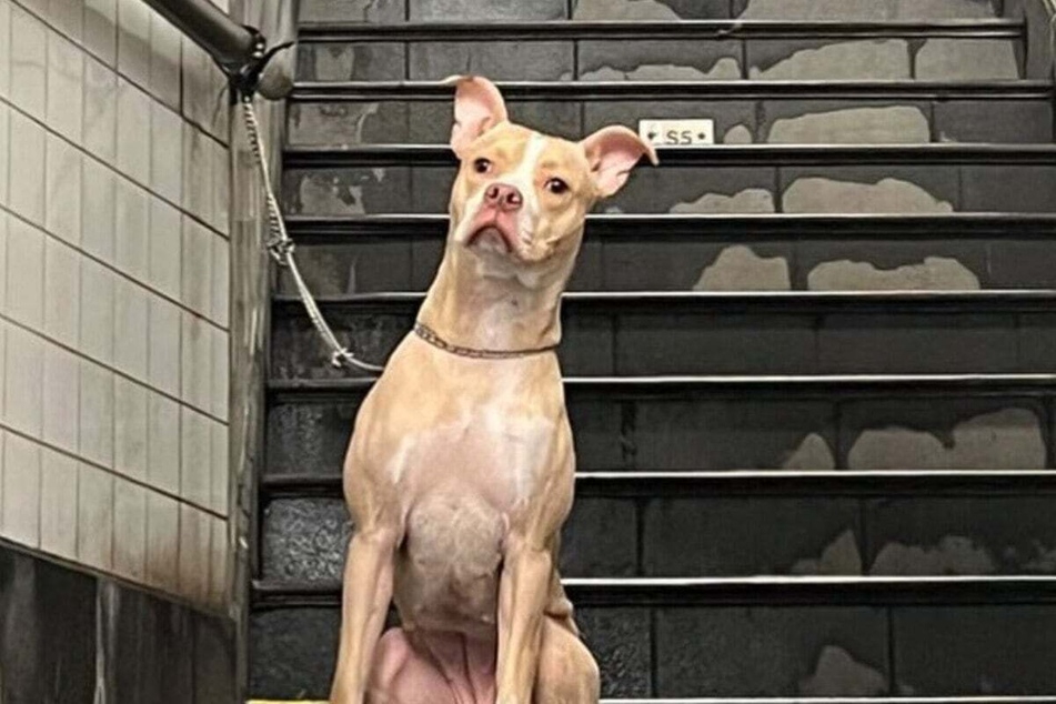 Abandoned dog finds loving foster mom thanks to Instagram!