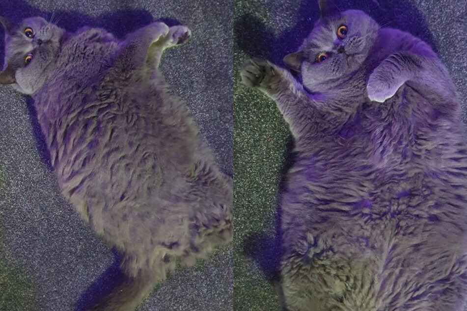 Too fat for the cat flap: woman desperately wants her chubby pet to shed some weight