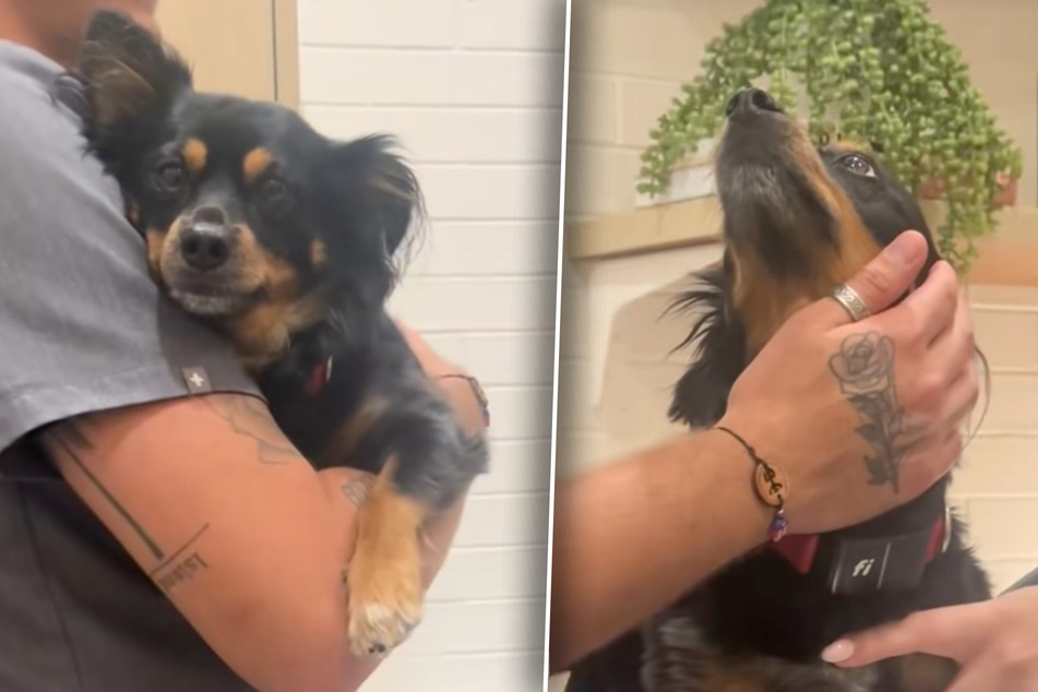 Puppy love! Dog falls in love with veterinary assistant in hysterical footage
