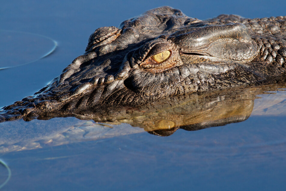 Australian farmer survives crocodile attack by biting back!