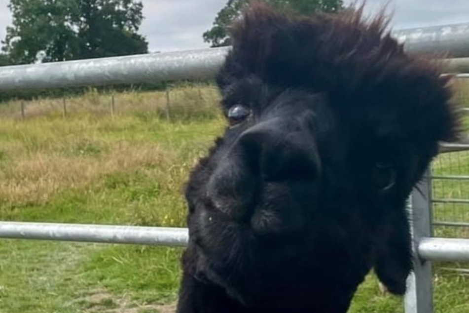 Geronimo the alpaca killed by UK authorities in devastating blow to owner and campaigners
