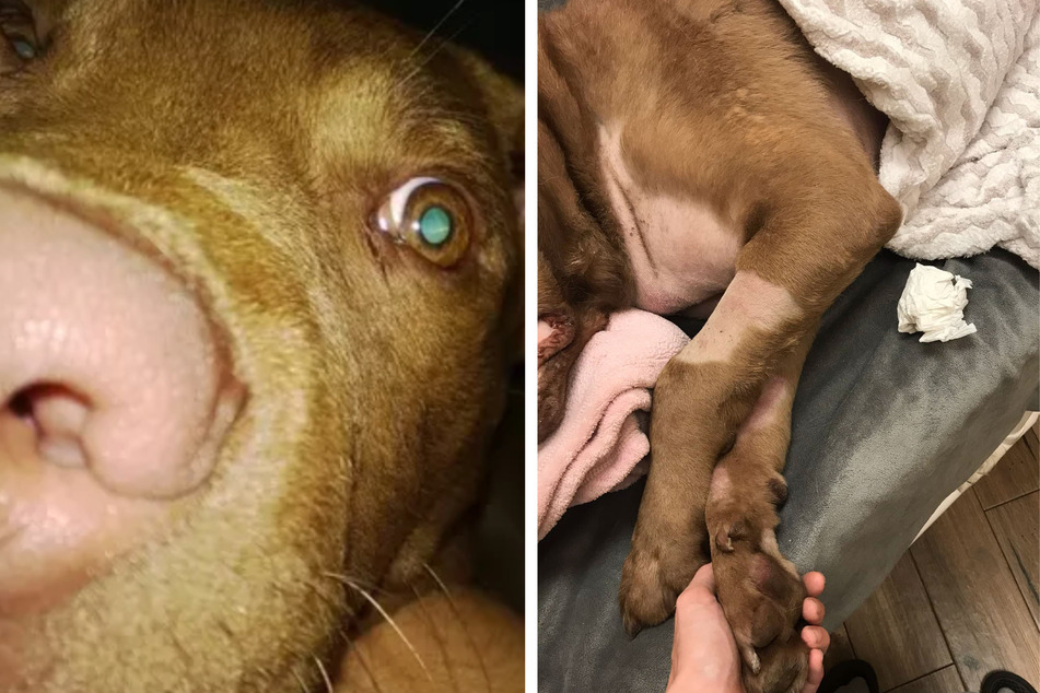 Pitbull mix tragically dies after a brutal fight with a porcupine