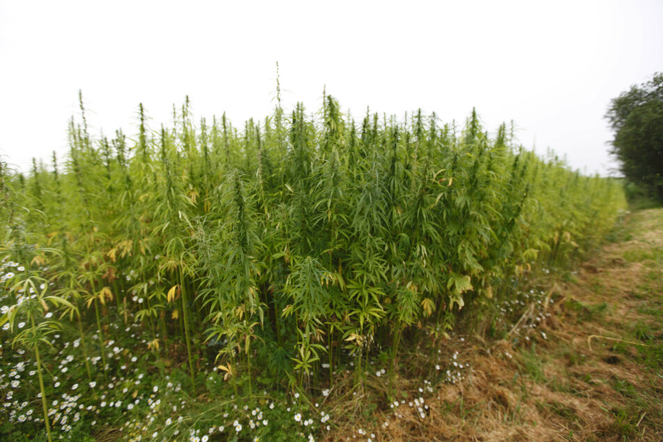 California officials have confiscated over one million illegally grown marijuana plants this year alone.