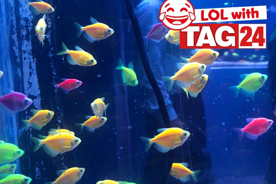 Joke of the Day for April 18, 2025: A fishy funny to make you smile
