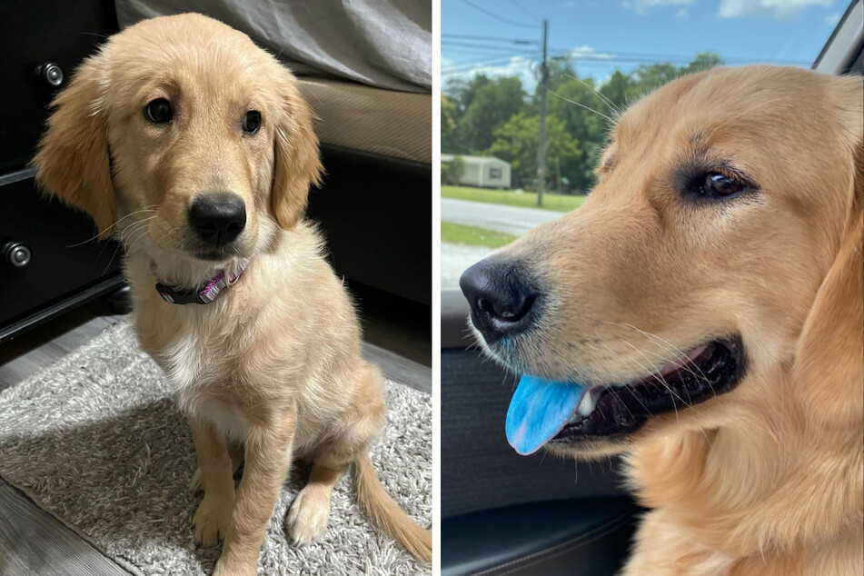 Dog's bright blue tongue mystery serves a silly chilly treat