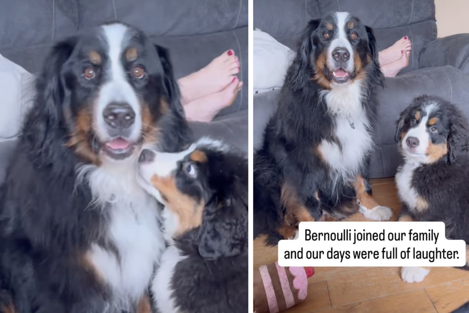 Unnoticed, the older four-legged friend was in mortal danger because a huge cyst had grown in his stomach.