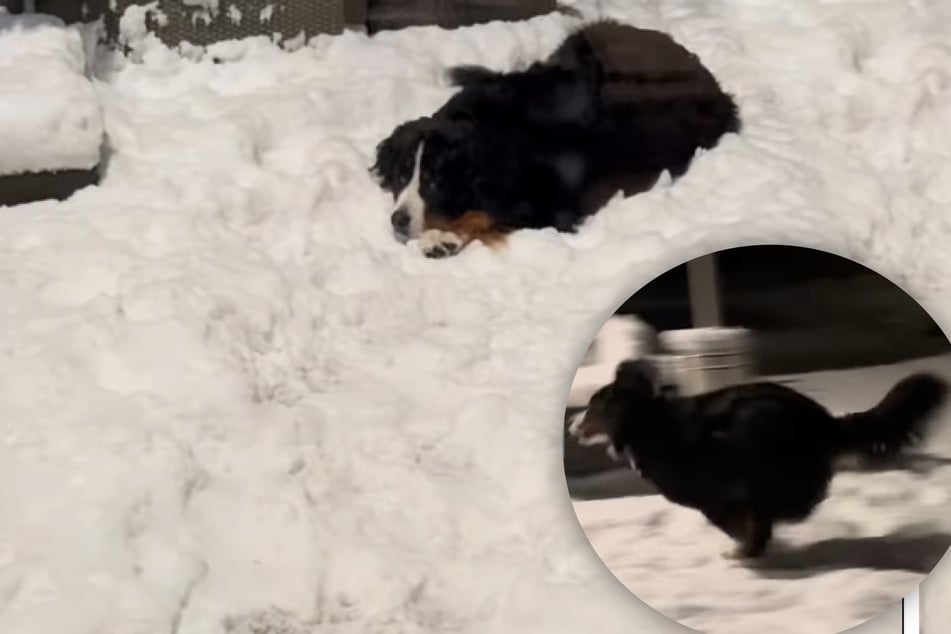 Dog adorably refuses to come in from the snow in hilarious viral video