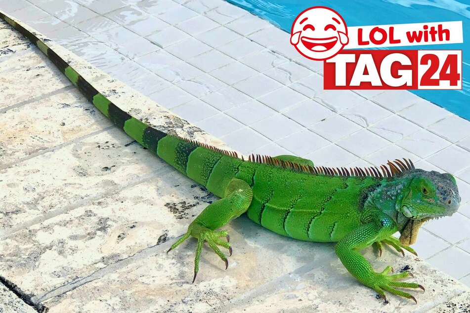 Joke of the Night for May 5, 2026: A lizard laugh!