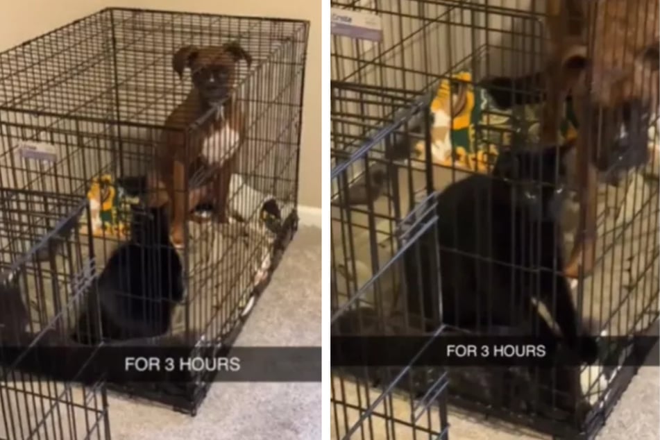 Pet owner realizes hilarious mistake after leaving cat and dog home alone for hours!
