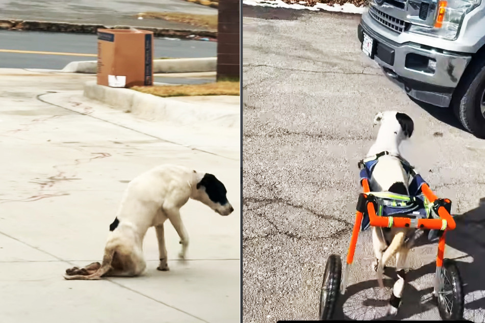 There are only a few weeks between these pictures: Beanie was discovered badly neglected at a gas station, and she is now able to get around on her own with the help of a wheelchair!