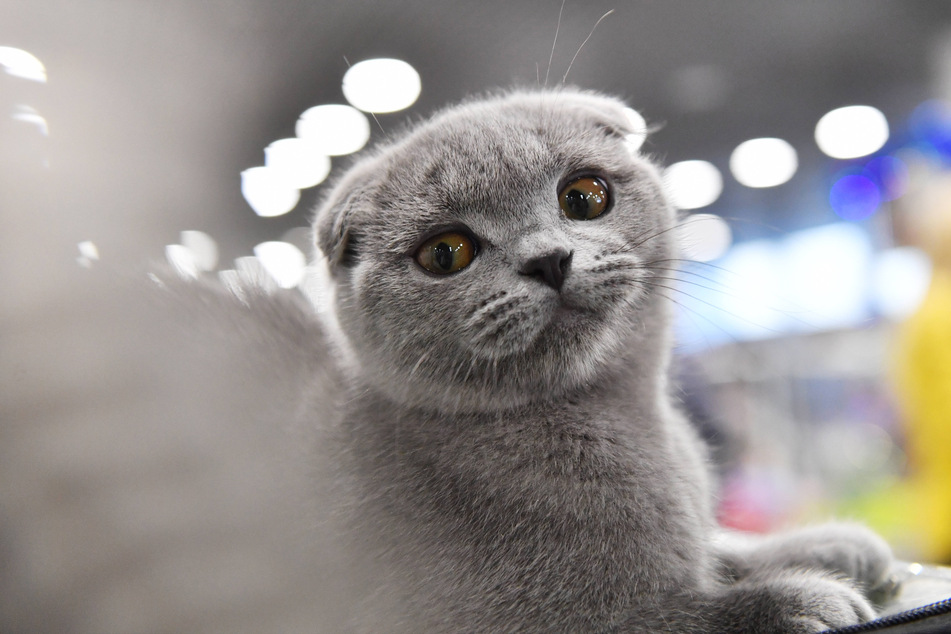 Oh, come on, how could you not want to cuddle this little dude?