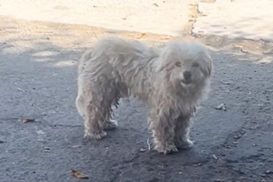 This dog was getting increasingly desperate when rescuer Suzette Hall came to his aid.