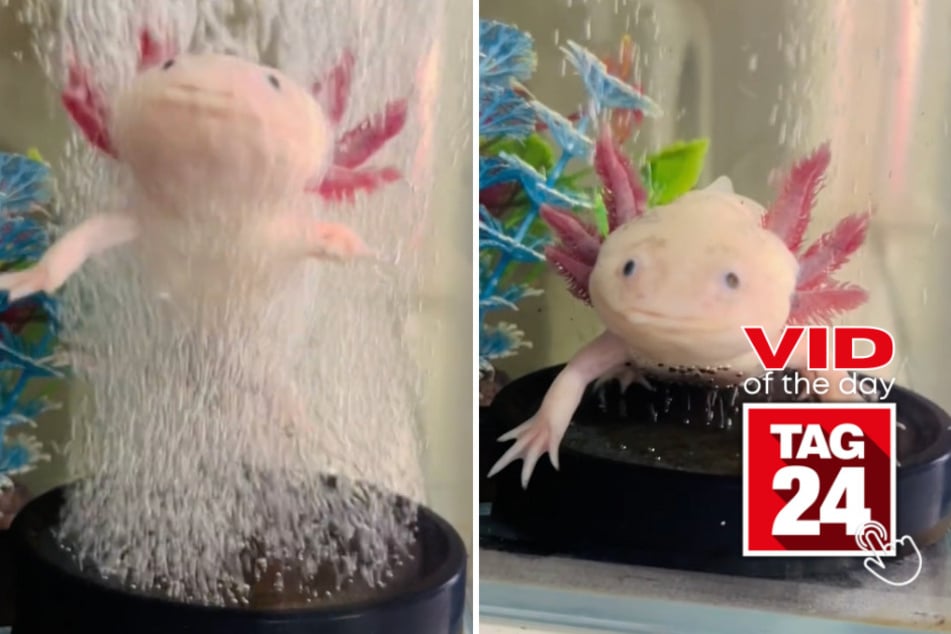 Viral Video of the Day for November 25, 2023: Adorable axolotl takes flight on TikTok!