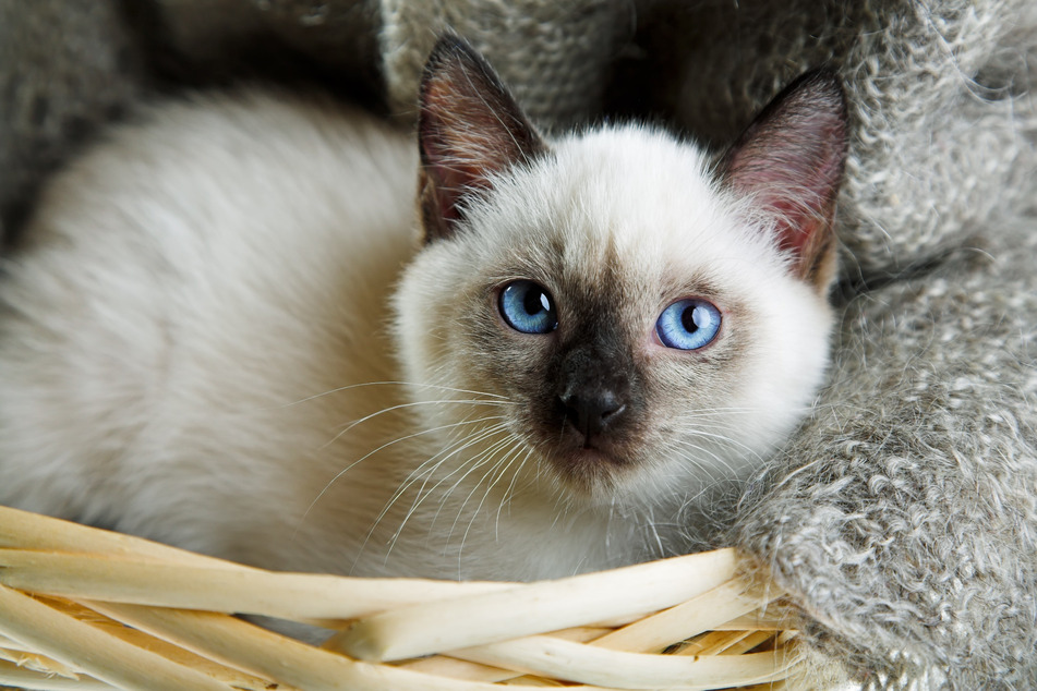 Cats with blue eyes: These 10 cat breeds fascinate with their eye color