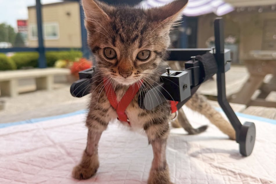 Gelato the cat can now enjoy his custom‑made 3D‑printed wheelchair.