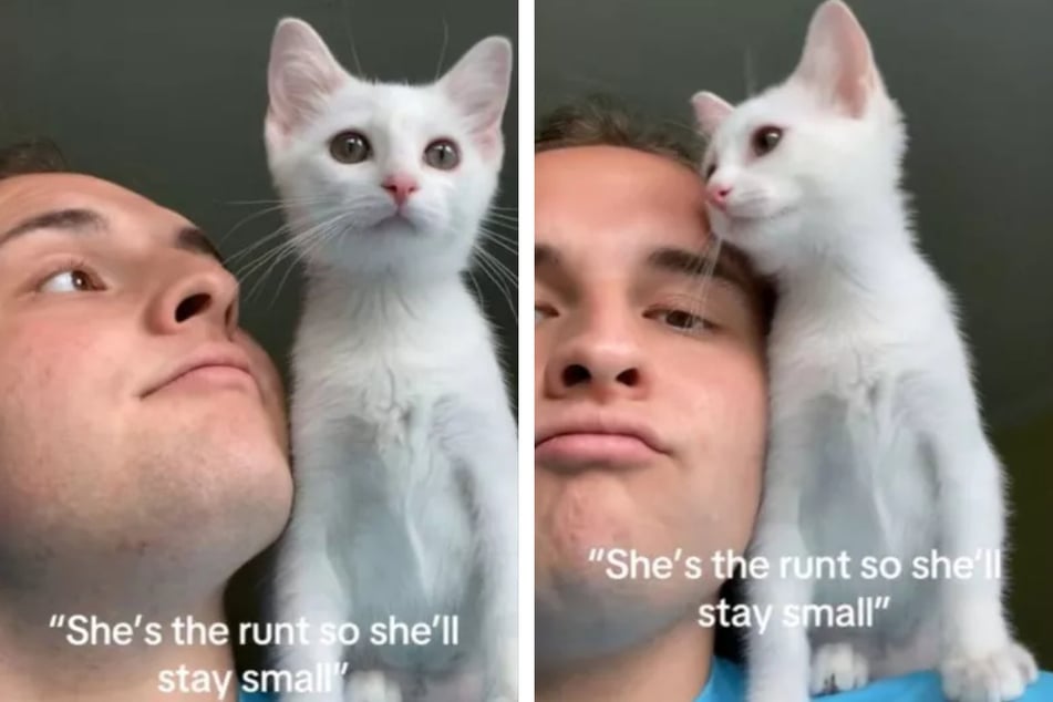 Bren took home the smallest kitten in a litter, and was told that the white cat would stay little.