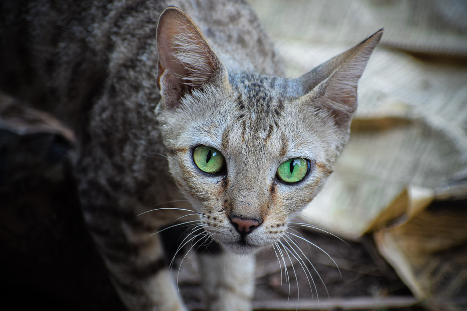 Australian mists are curious and rather unknown cats, but worth checking out.