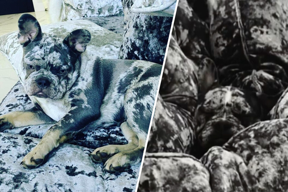 Masters of disguise: puppies turn into chameleons when they cuddle on the couch